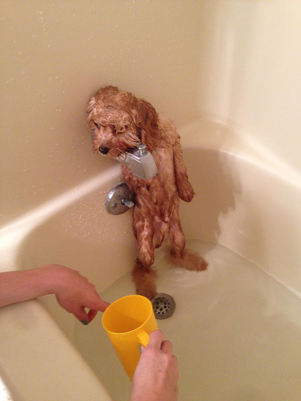 Not having it. Dog bath funny
