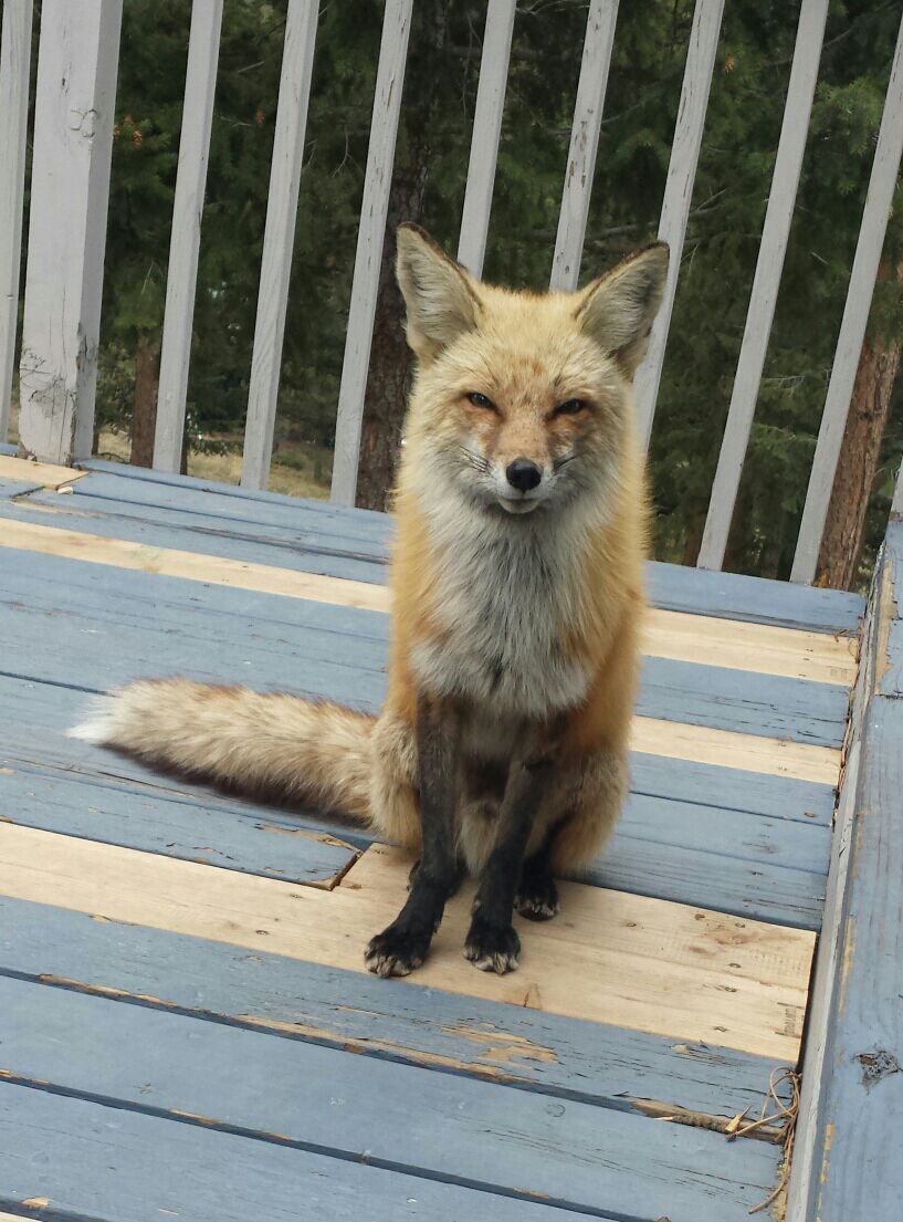 fox shows up for dinner