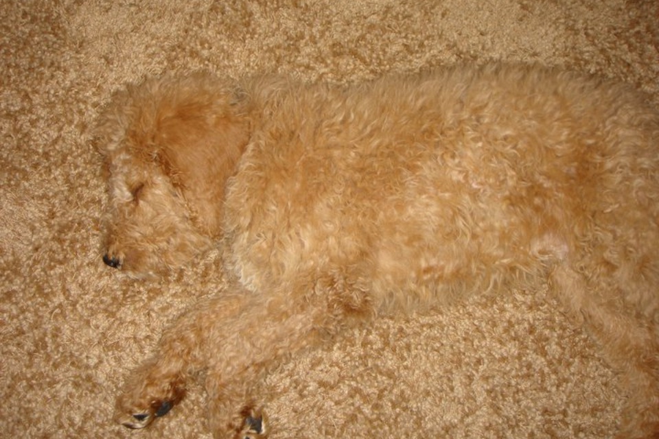 puppy blends in carpet
