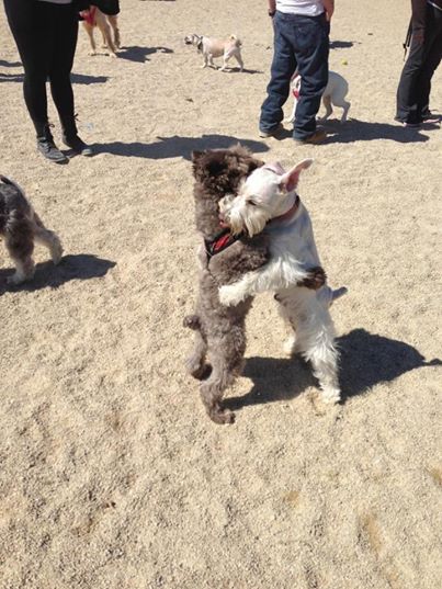 dog hugs