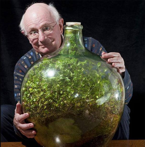 bottle plants