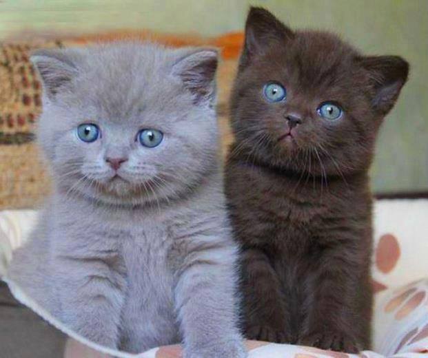 cutest kittens ever