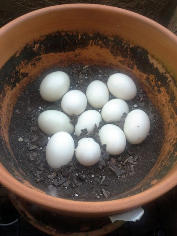 duck eggs