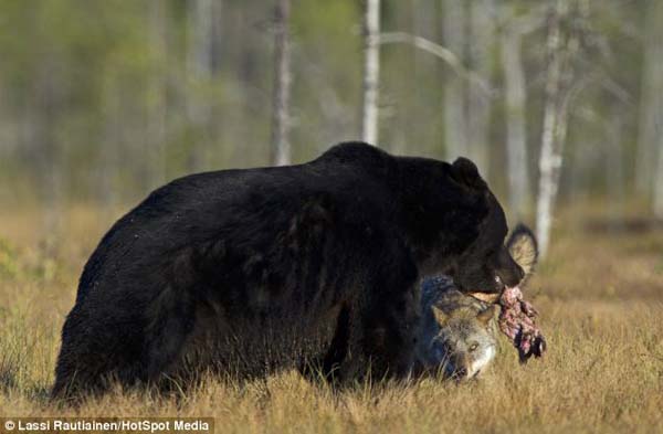 bear wolf friends