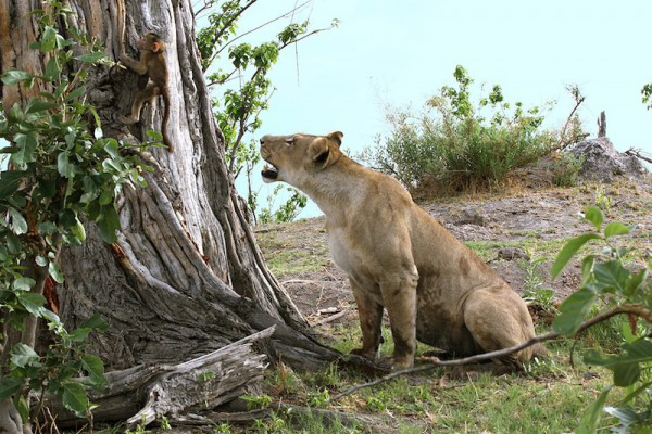 lion kills baboon