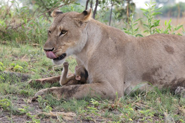 lion kills baboon