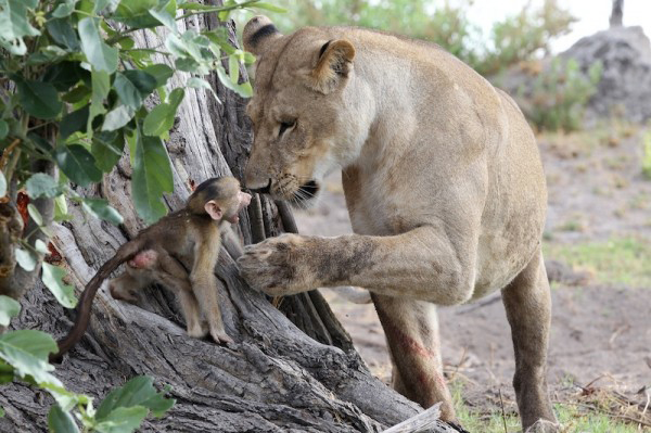 lion kills baboon