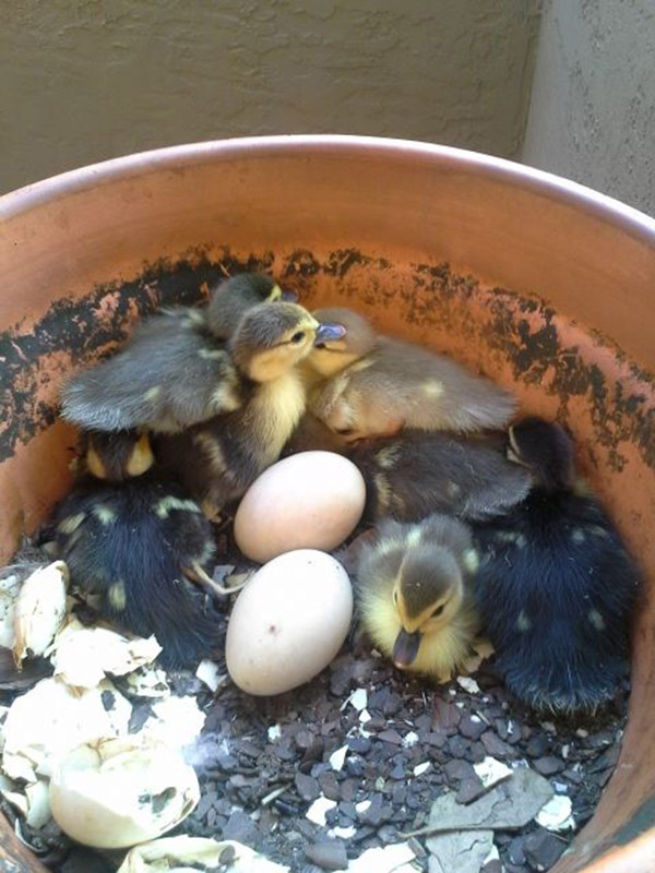 duck eggs