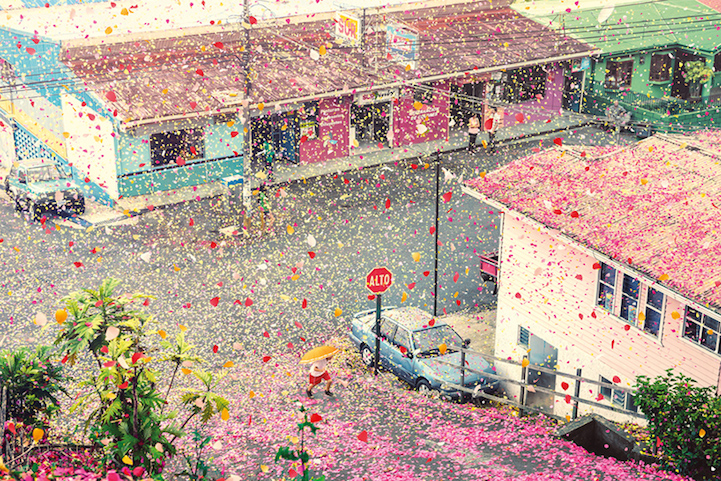 flower petals Costa Rica