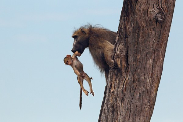 lion kills baboon