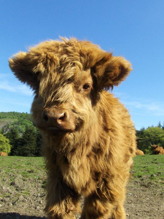 Baby Highland Cow