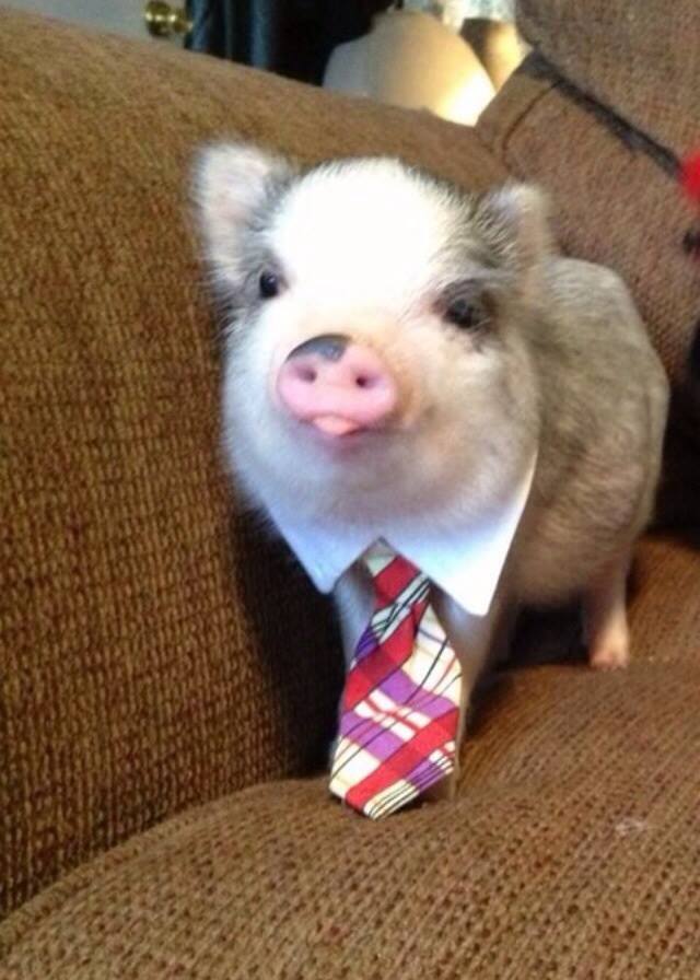 pig in tie interview