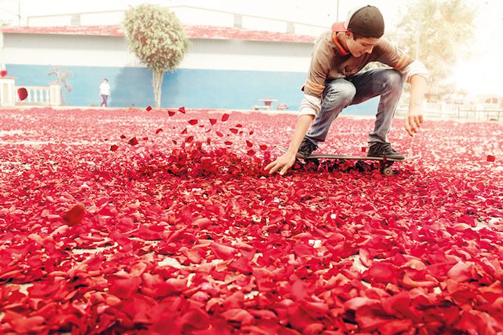 flower petals Costa Rica