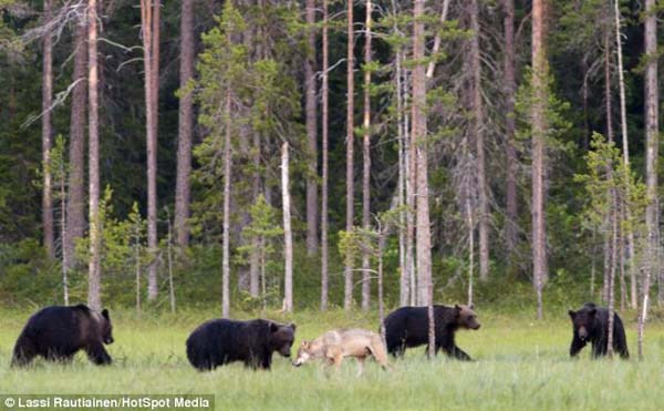 bear wolf friends