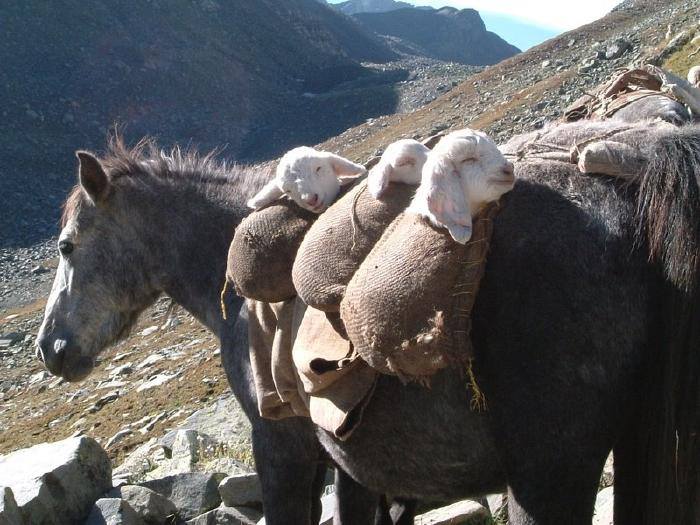 horse carrying sheep