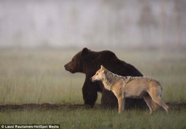 bear wolf friends