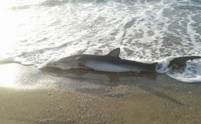 shark in labor