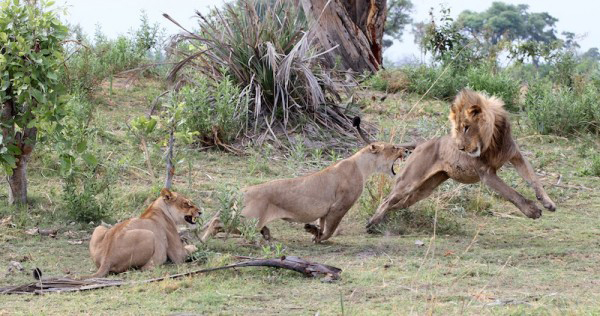 lion kills baboon