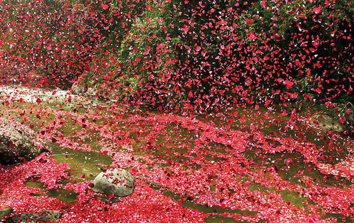 flower petals Costa Rica