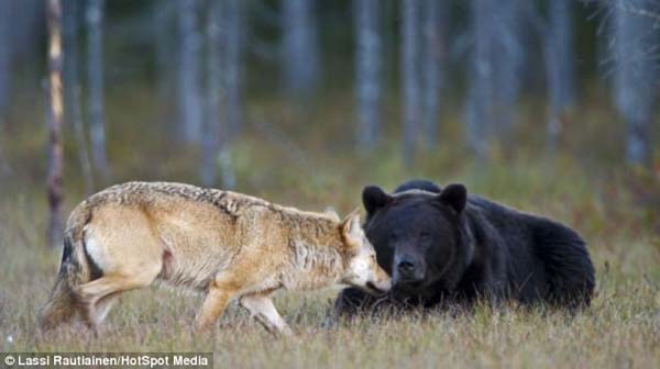 bear wolf friends