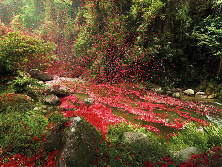 flower petals Costa Rica