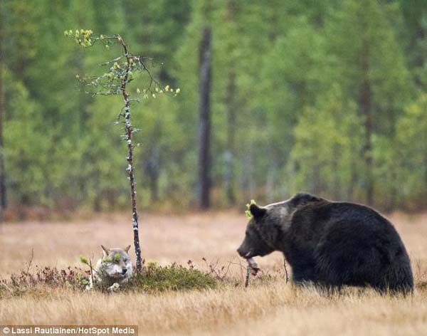 bear wolf friends