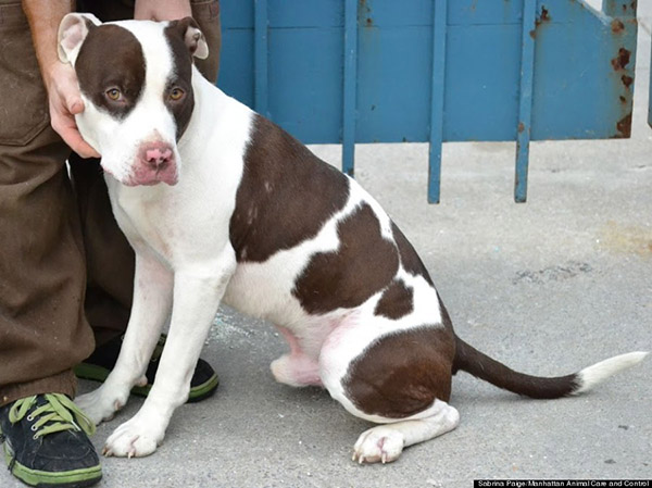 loving pit bulls