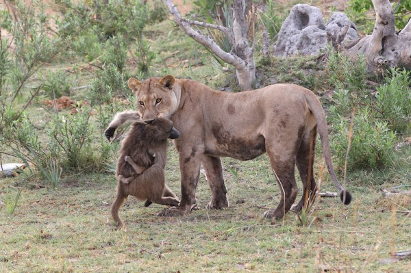 lion kills baboon