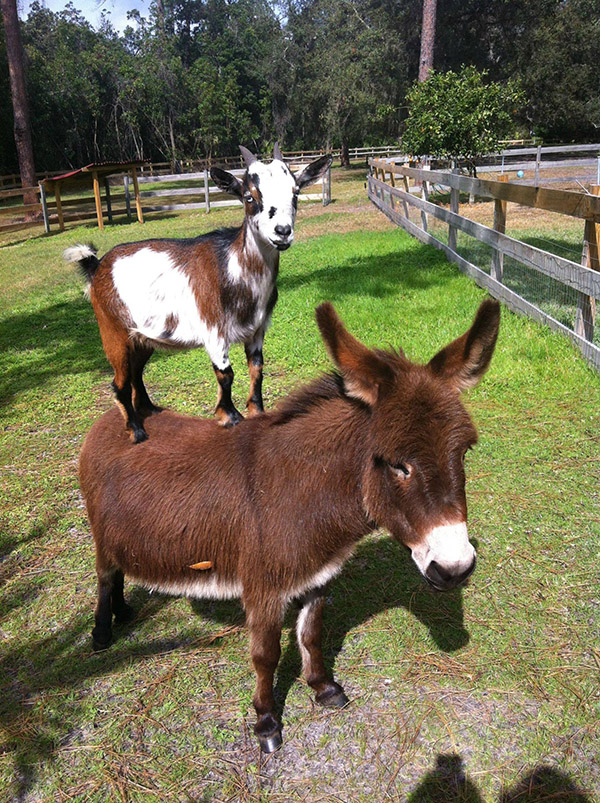 Goat on top of donkey