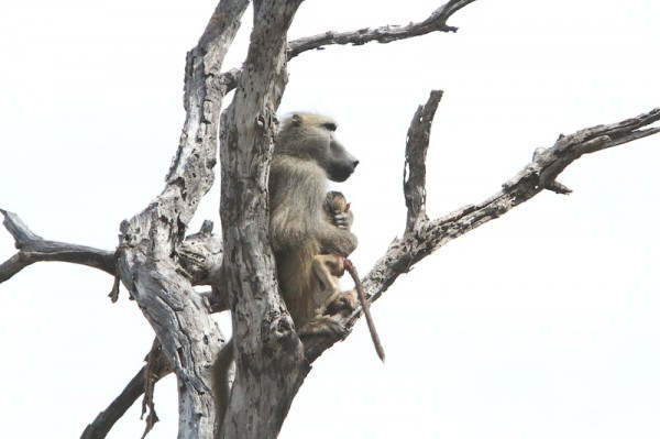 lion kills baboon