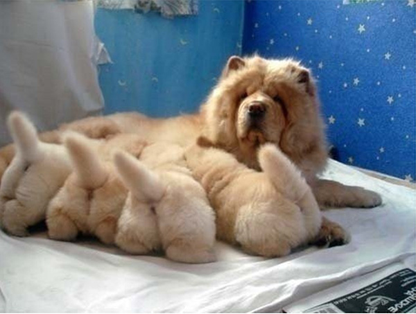 fuzzy dogs nursing