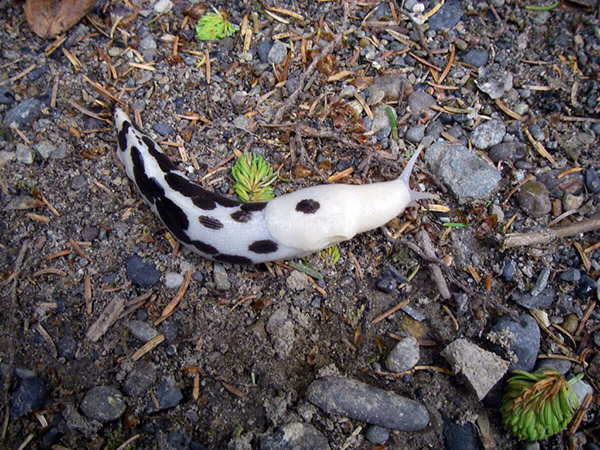 slug looks like cow