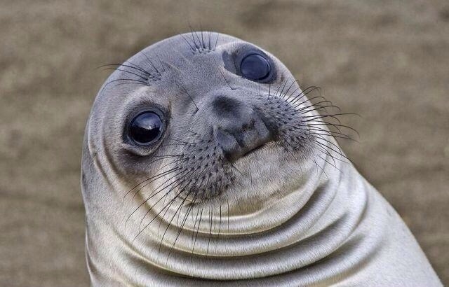 Funny Seal Face Is Adorable