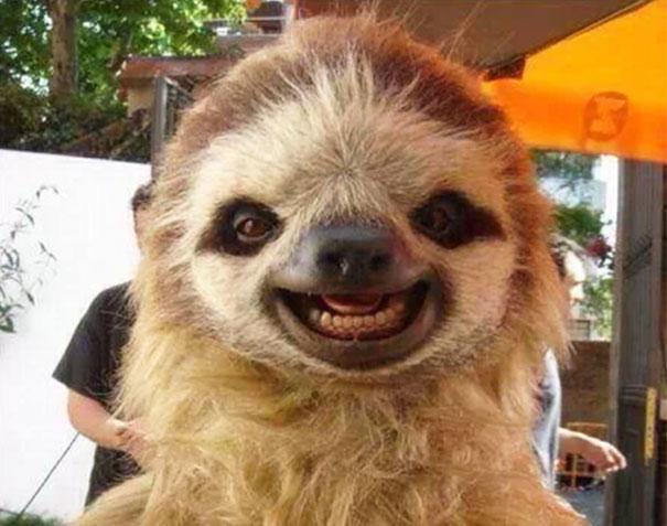 happy smiling sloth