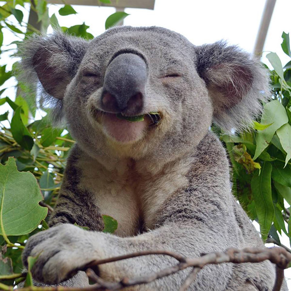 happy koala