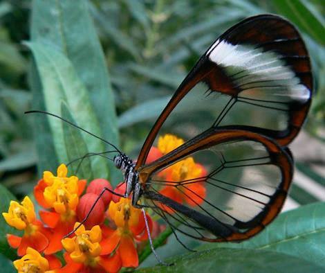 rare butterfly