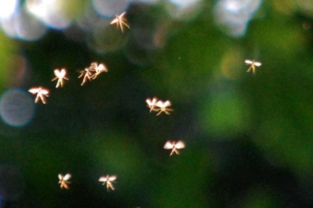 photographer captures fairies