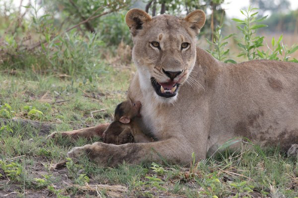 lion kills baboon