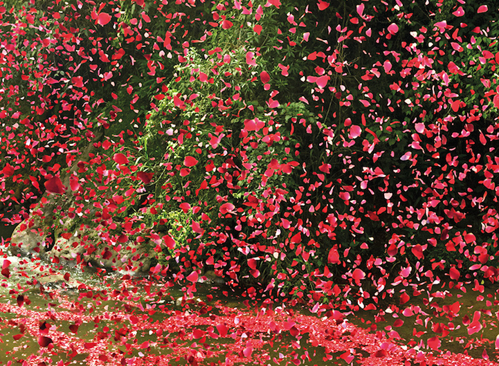 flower petals Costa Rica