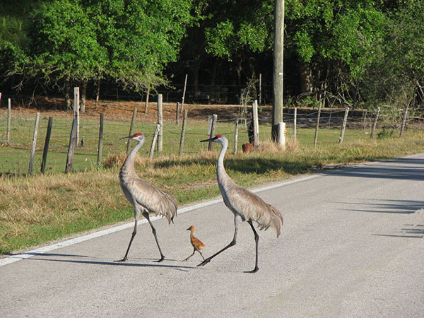 baby crane walking with parents