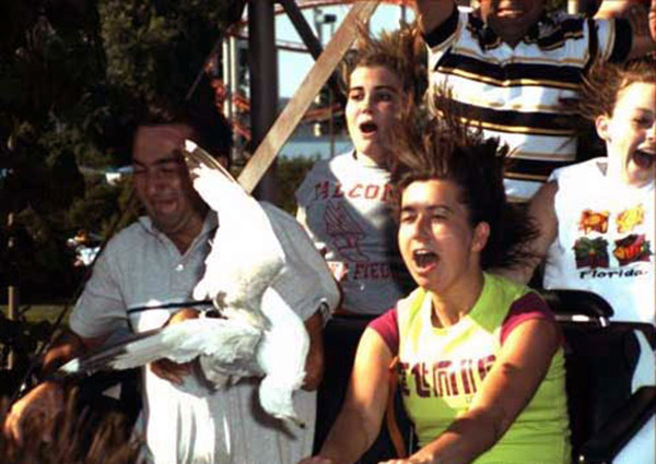 funny amusement park ride photos