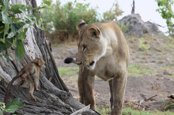 lion kills baboon
