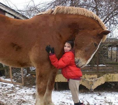 horse hug