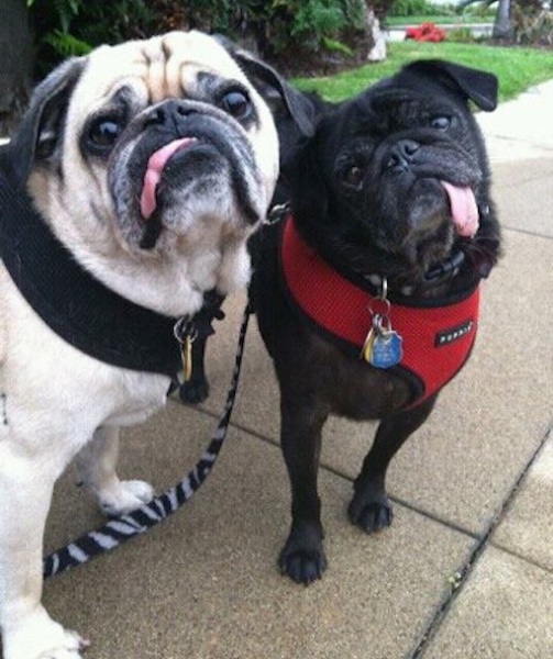pugs derp face