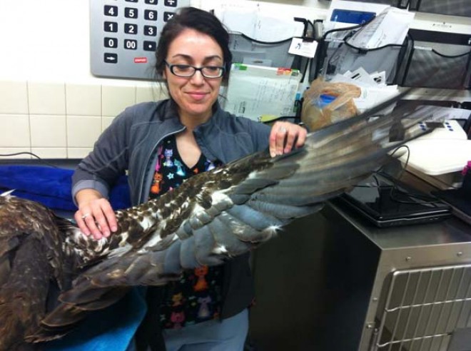bald eagle rescue at vet