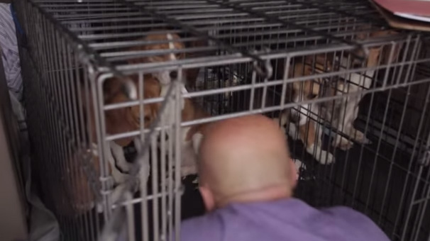 amazing beagle rescue