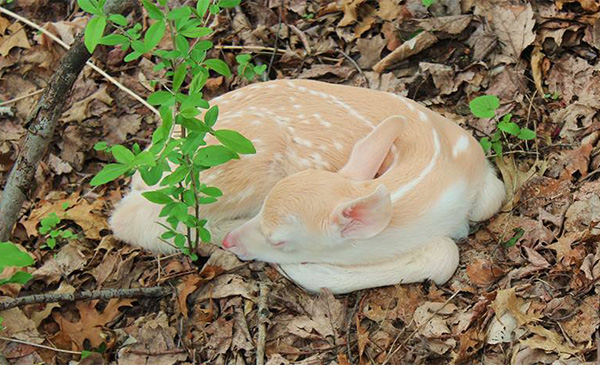 albino baby deer