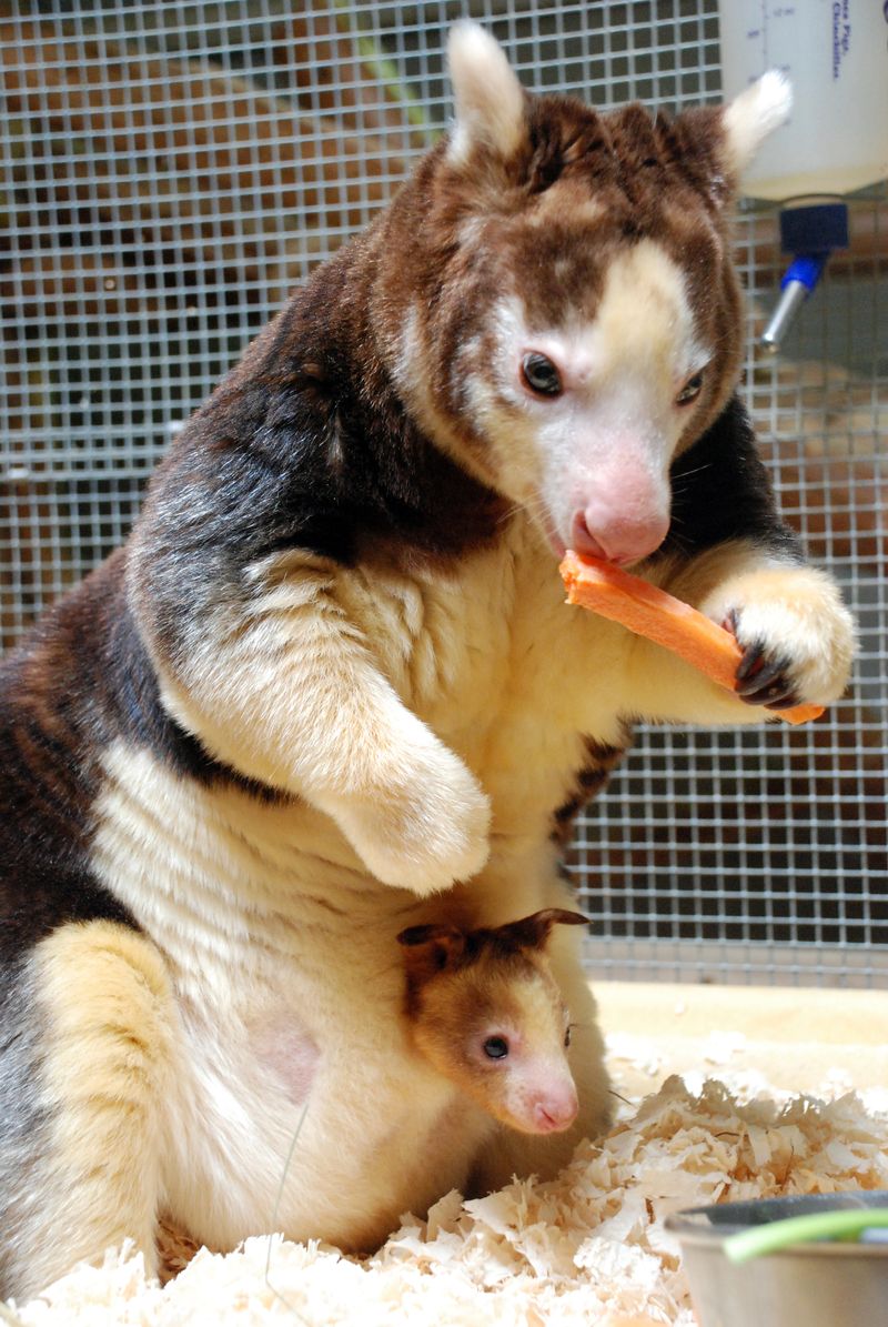 Endangered Tree Kangaroo with baby in pouch