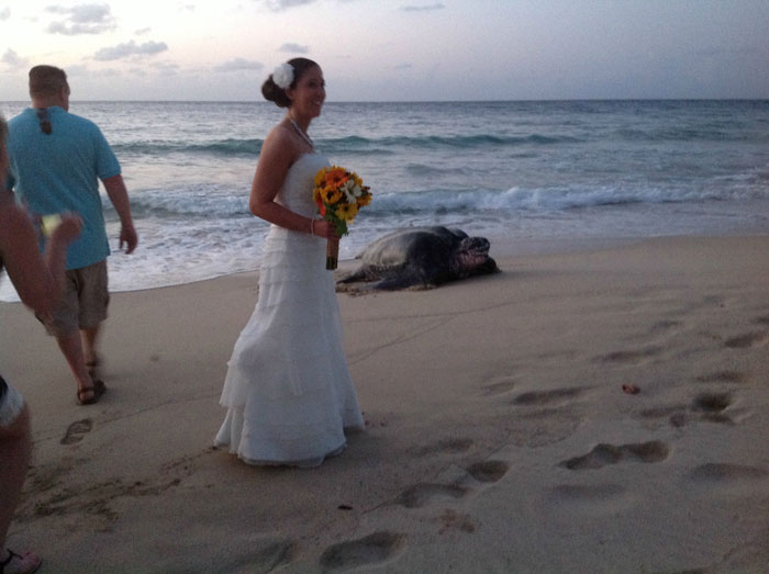 sea turtle crashes wedding