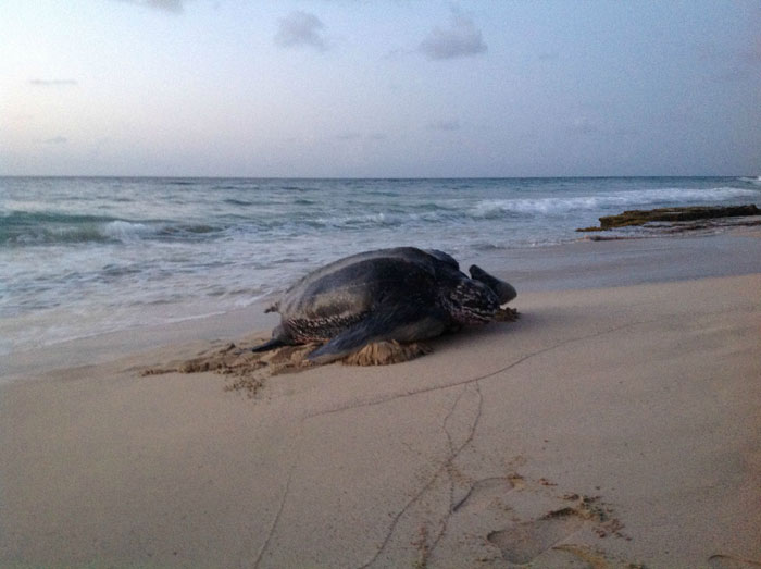 sea turtle crashes wedding